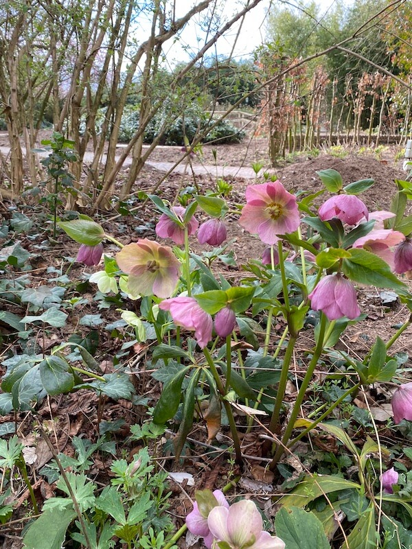 Helleborus